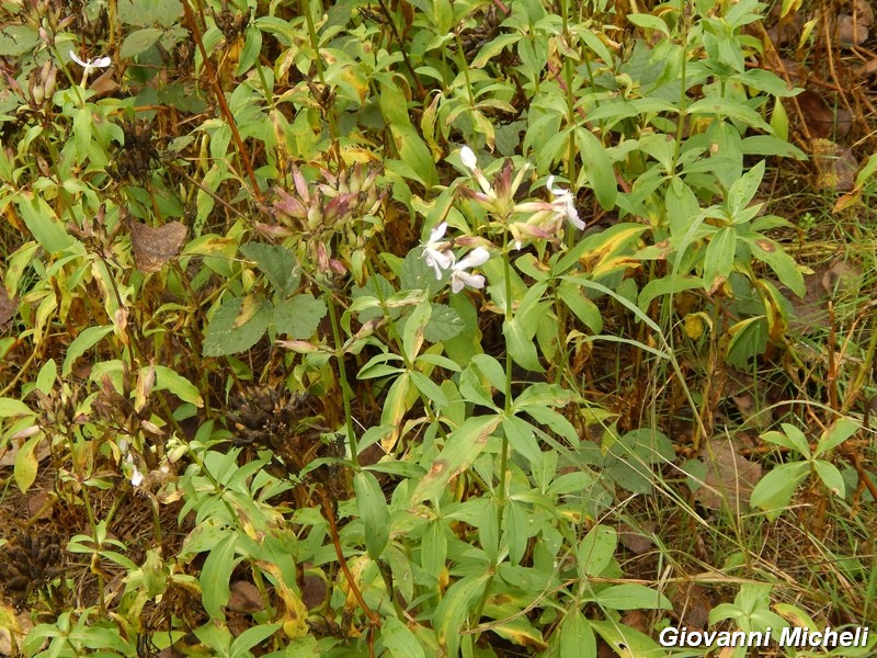 Saponaria officinalis